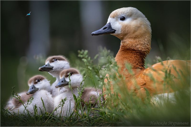 огарь, птица, птенцы, мушка, семья Это «жу-жу-жу» неспроста фото превью