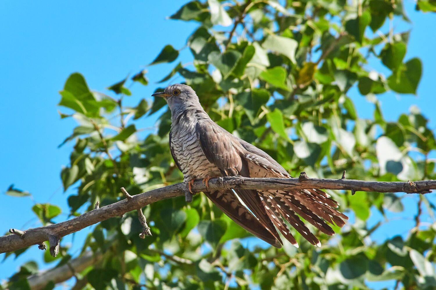  Cuculus canorus, bird, birds, birdswatching, volgograd, russia, , Сторчилов Павел