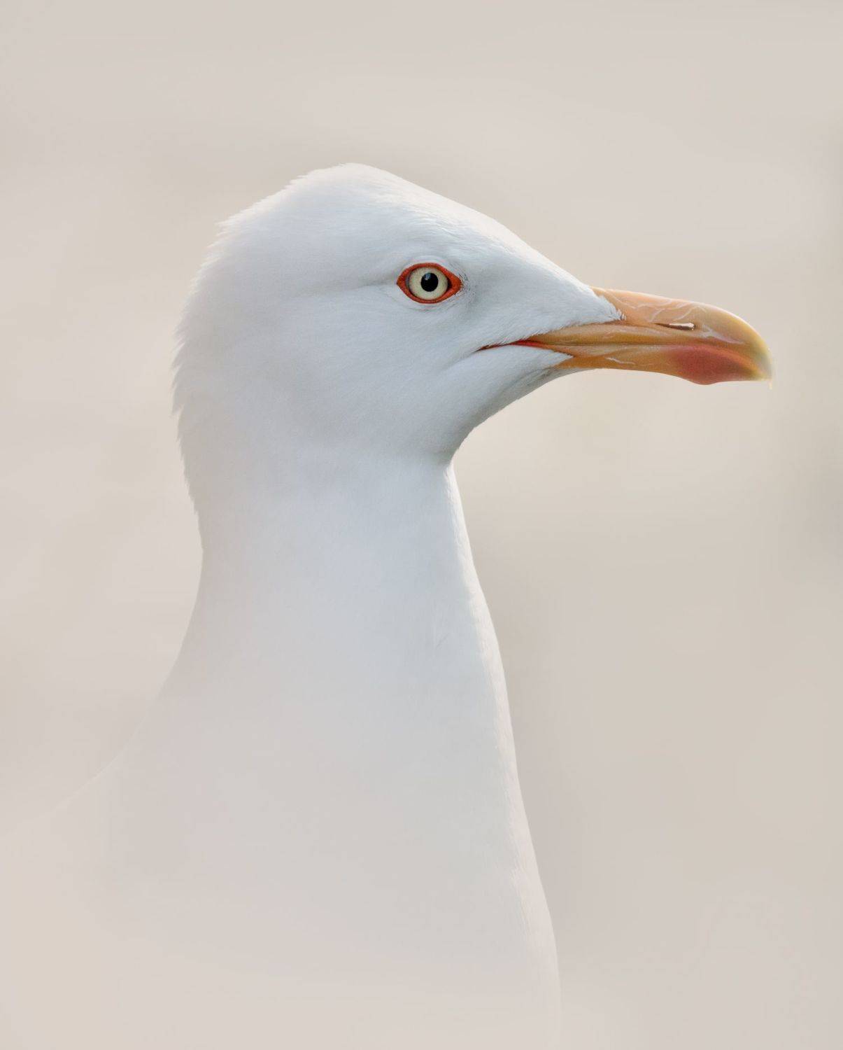 чайка, птица, портрет, seagull, gull, bird, wildlife, portrait, Vania Tonova