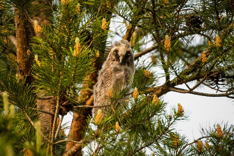совёнок птенец совы сосна дерево лес закат Совёнок на сосне фото превью