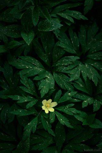 Ветреница лютичная