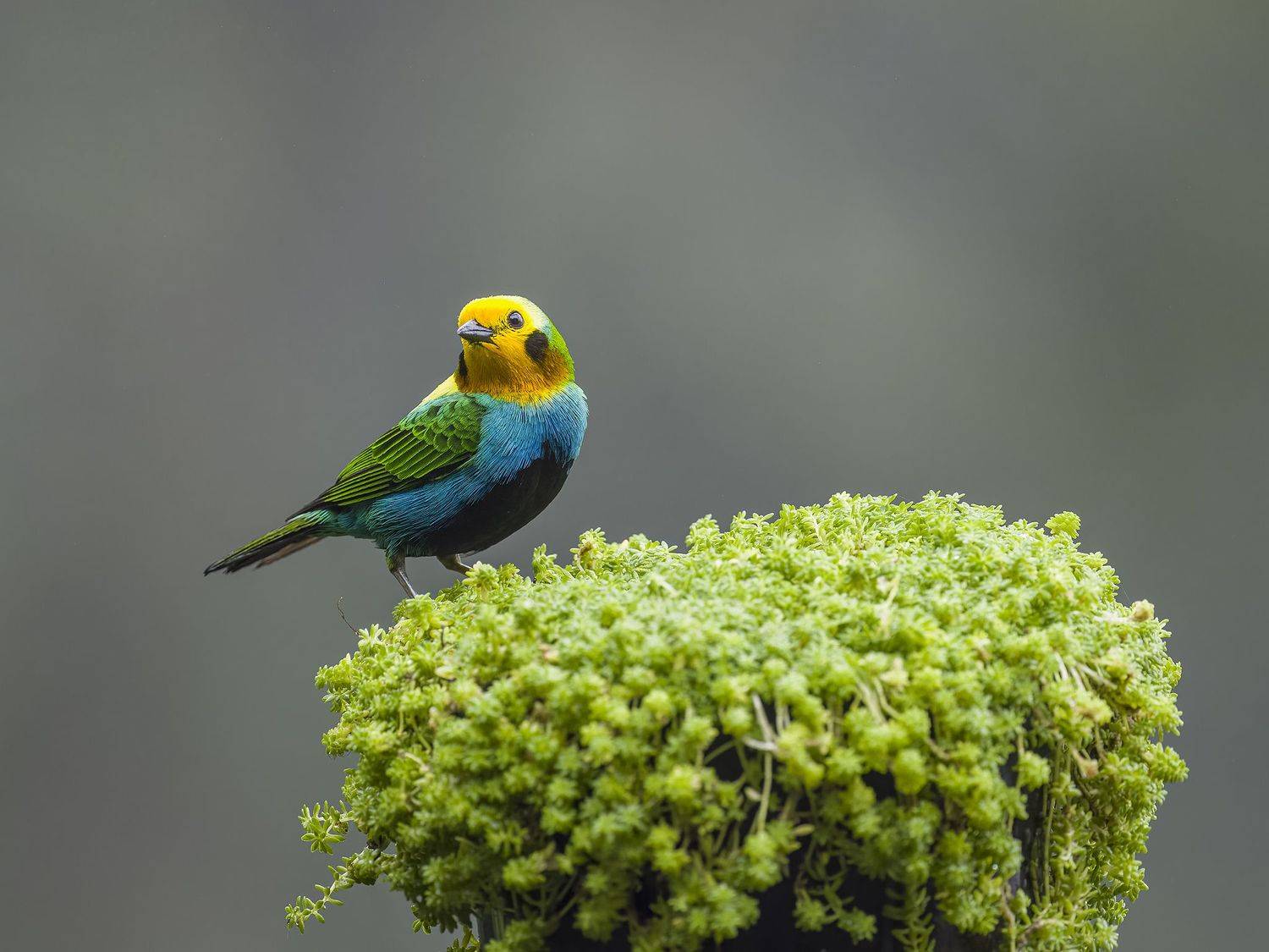 , Burgalin Sequeira Fernando