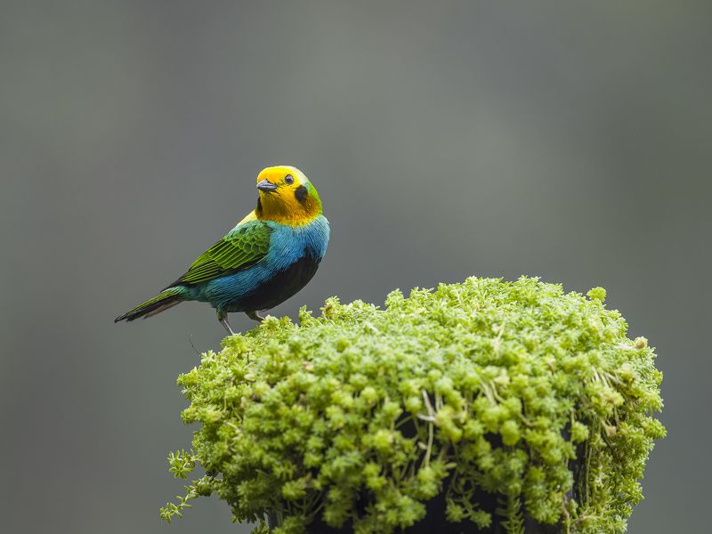 Multicolored Tanager фото превью