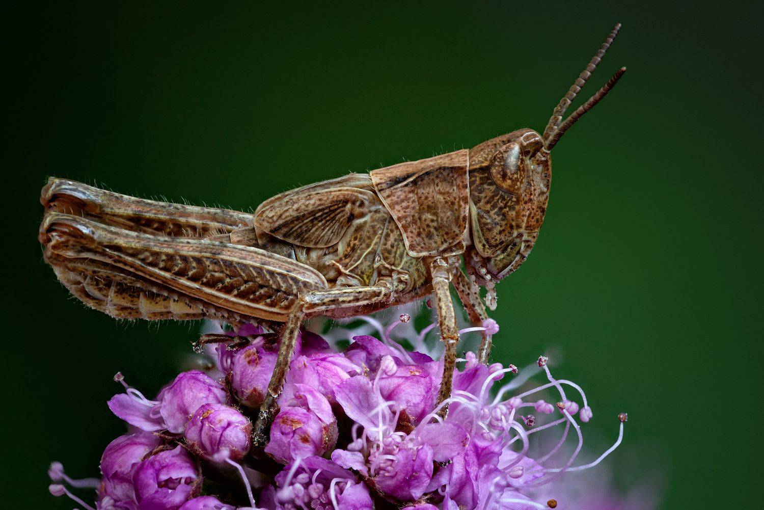 , Антон Финевич