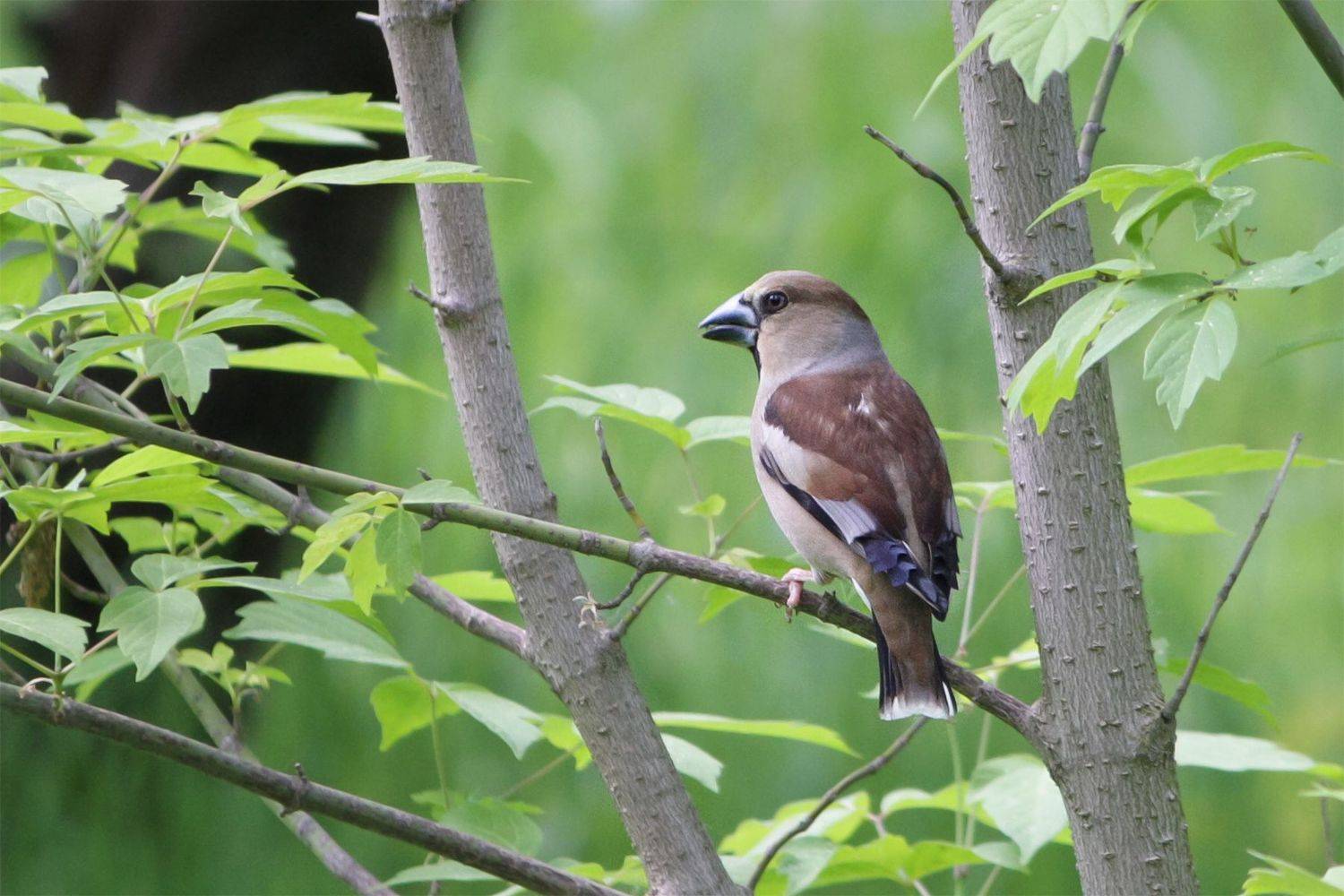 дубонос, КарОл