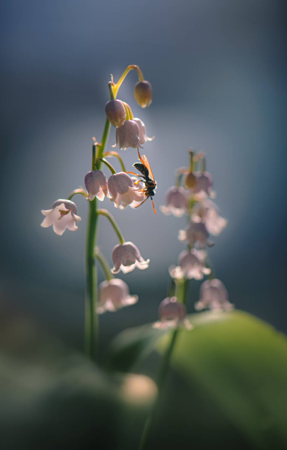 природа, макро, весна, цветы, ландыш, Неля Рачкова