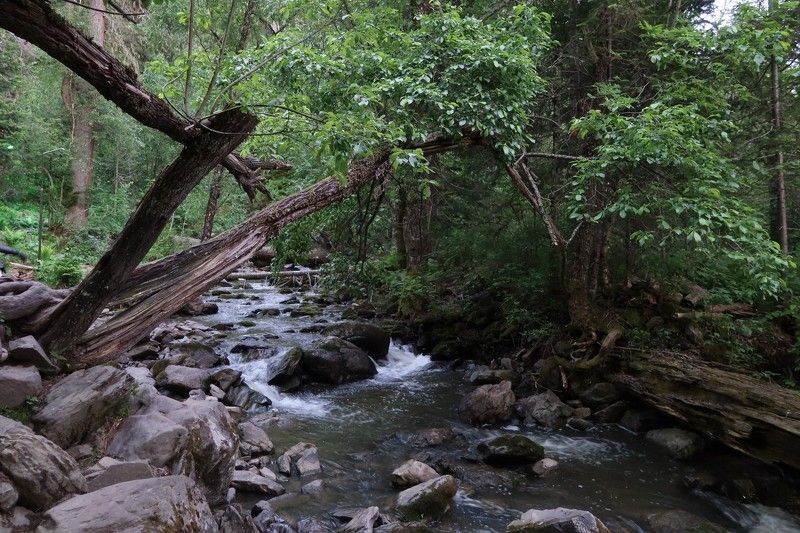 природа,ручей,алтай.вечер Ручеёк фото превью