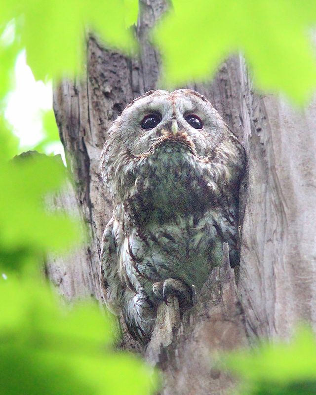 Неясыть фото превью