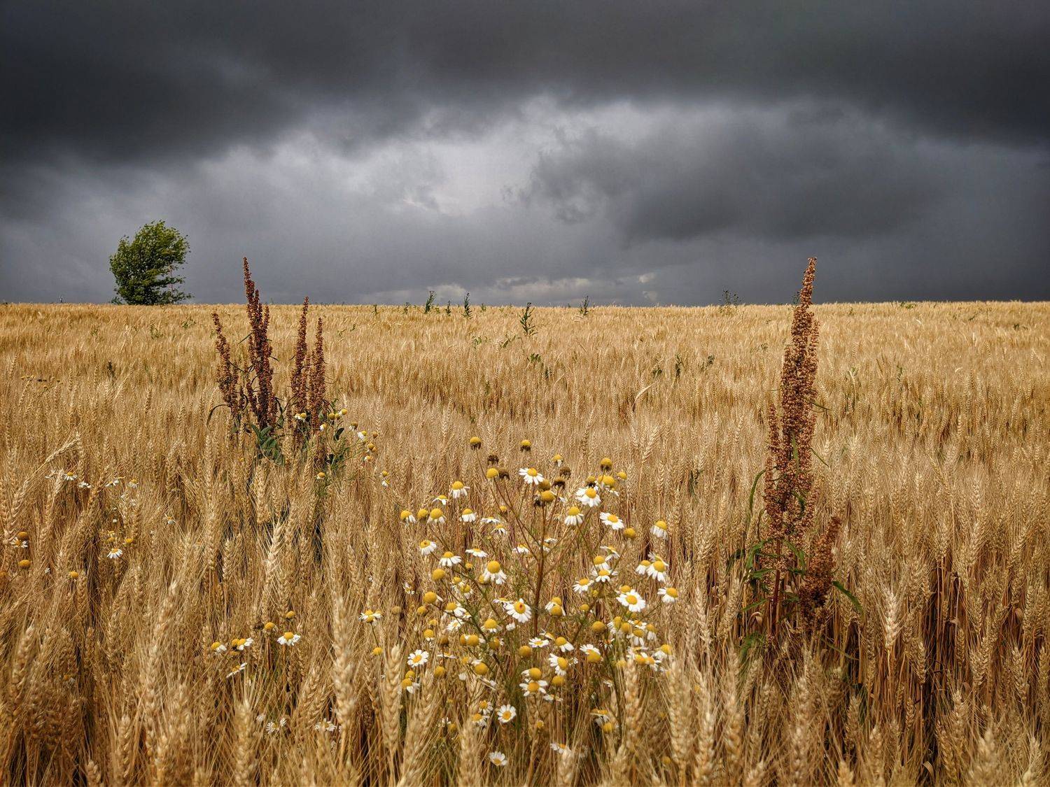 , Светлана Кондрашова