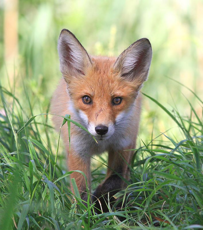 Смотрим прямо в объектив - может вылететь птичка. фото превью