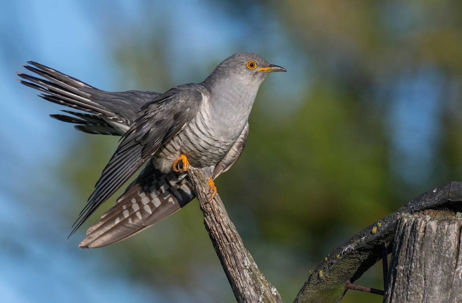 птицы, кукушка, фотоохота, природа, весна, лето, Руслан Сигушин