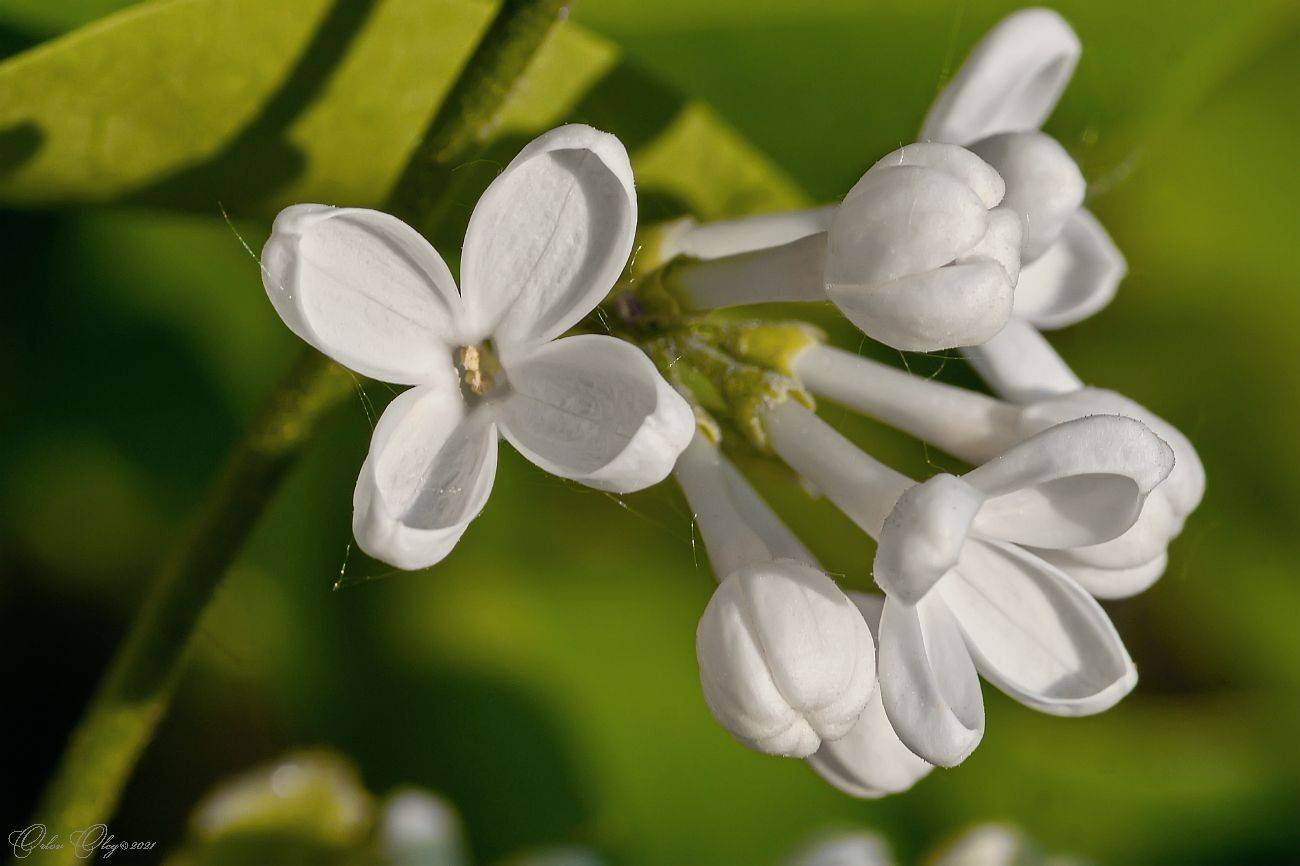 , Орлов Олег