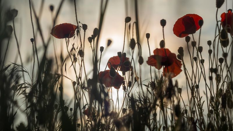 маки Дневной сон фото превью
