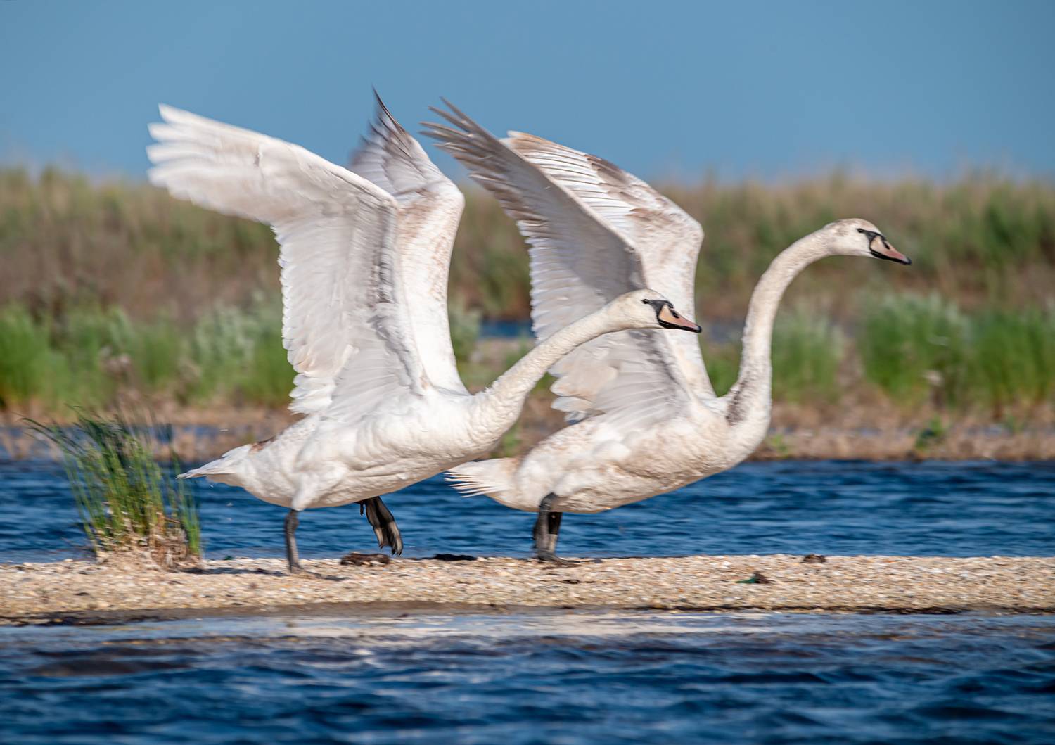 крым, заповедник &laquo;лебяжьи острова&raquo;, птицы, лебедь-кликун, Савчук Сергей