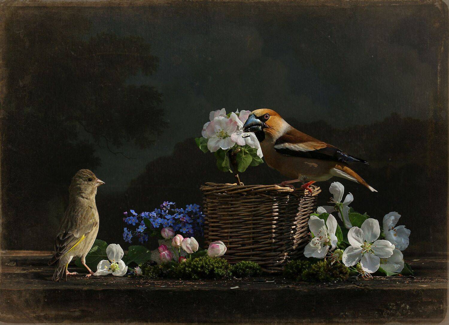 дубонос, зеленушка, Хромушин Олег