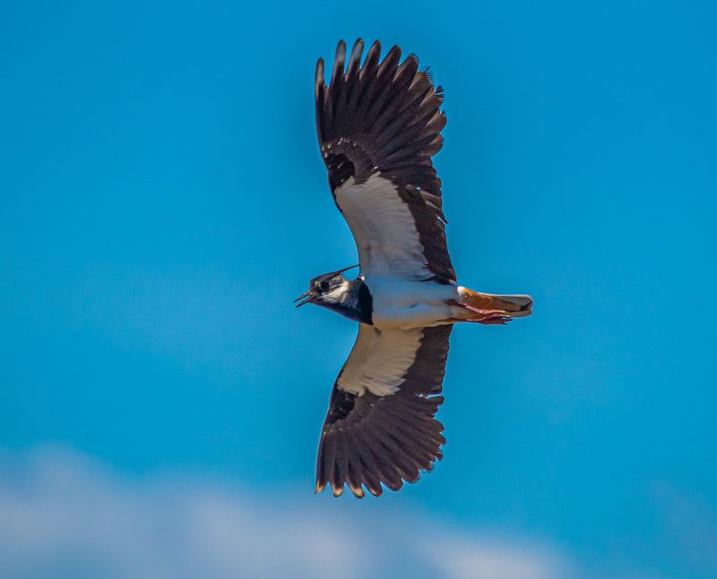 крым, заповедник «лебяжьи острова», птицы, чибис Чибис фото превью