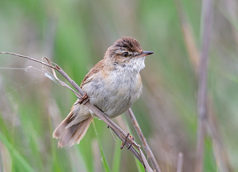 крым, заповедник «лебяжьи острова», птицы, индийская камышевка Индийская камышевка фото превью