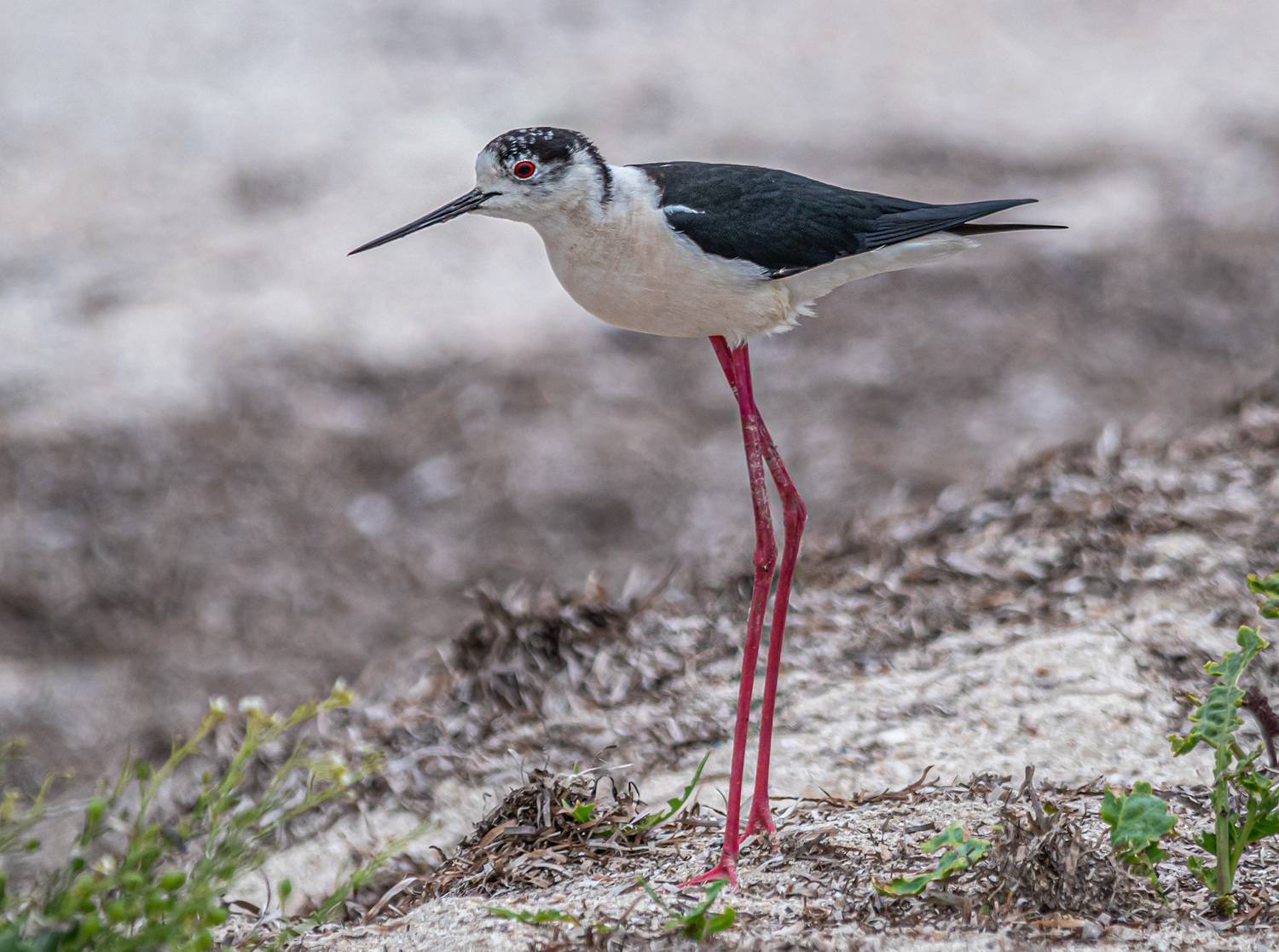крым, заповедник &laquo;лебяжьи острова&raquo;, птицы, кулик-ходулочник, Савчук Сергей