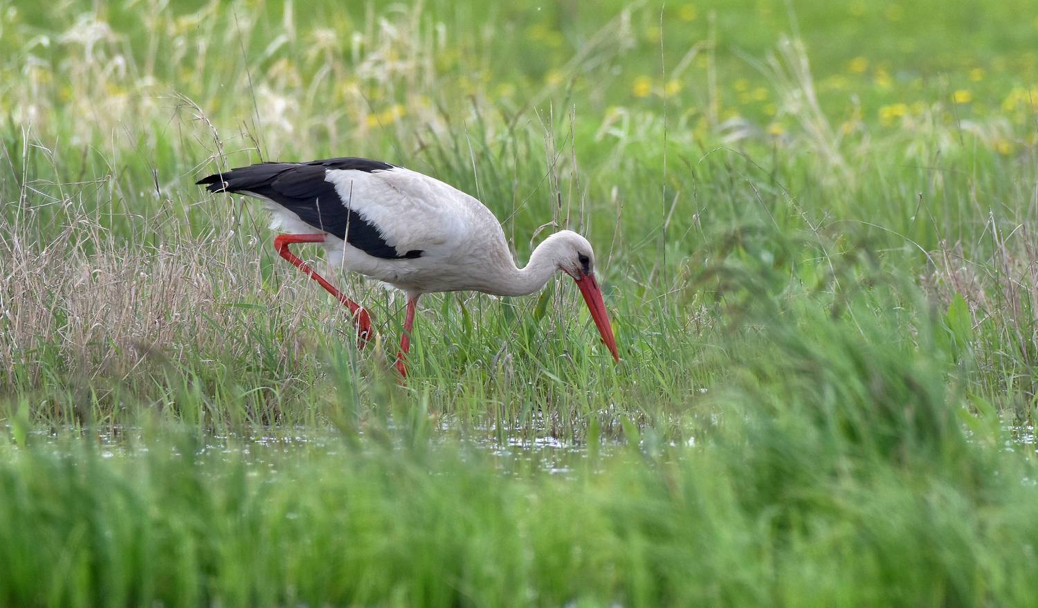 , Макеев Алексей
