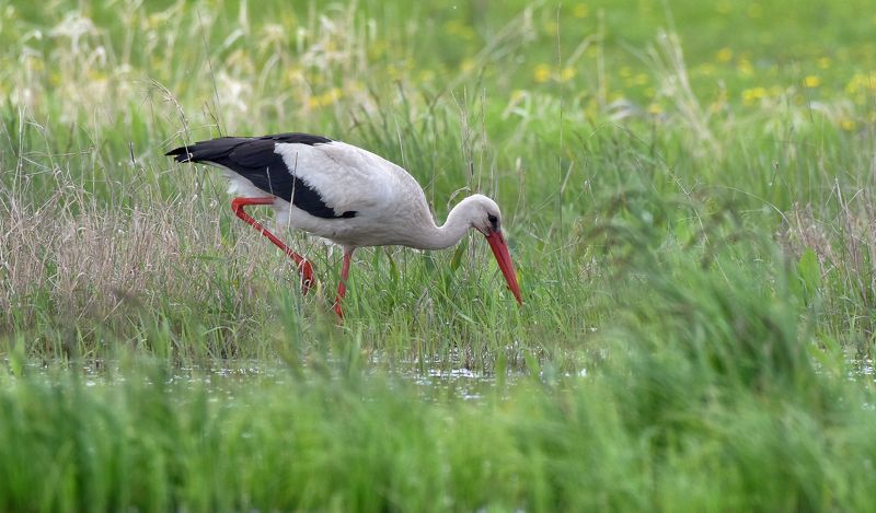... фото превью
