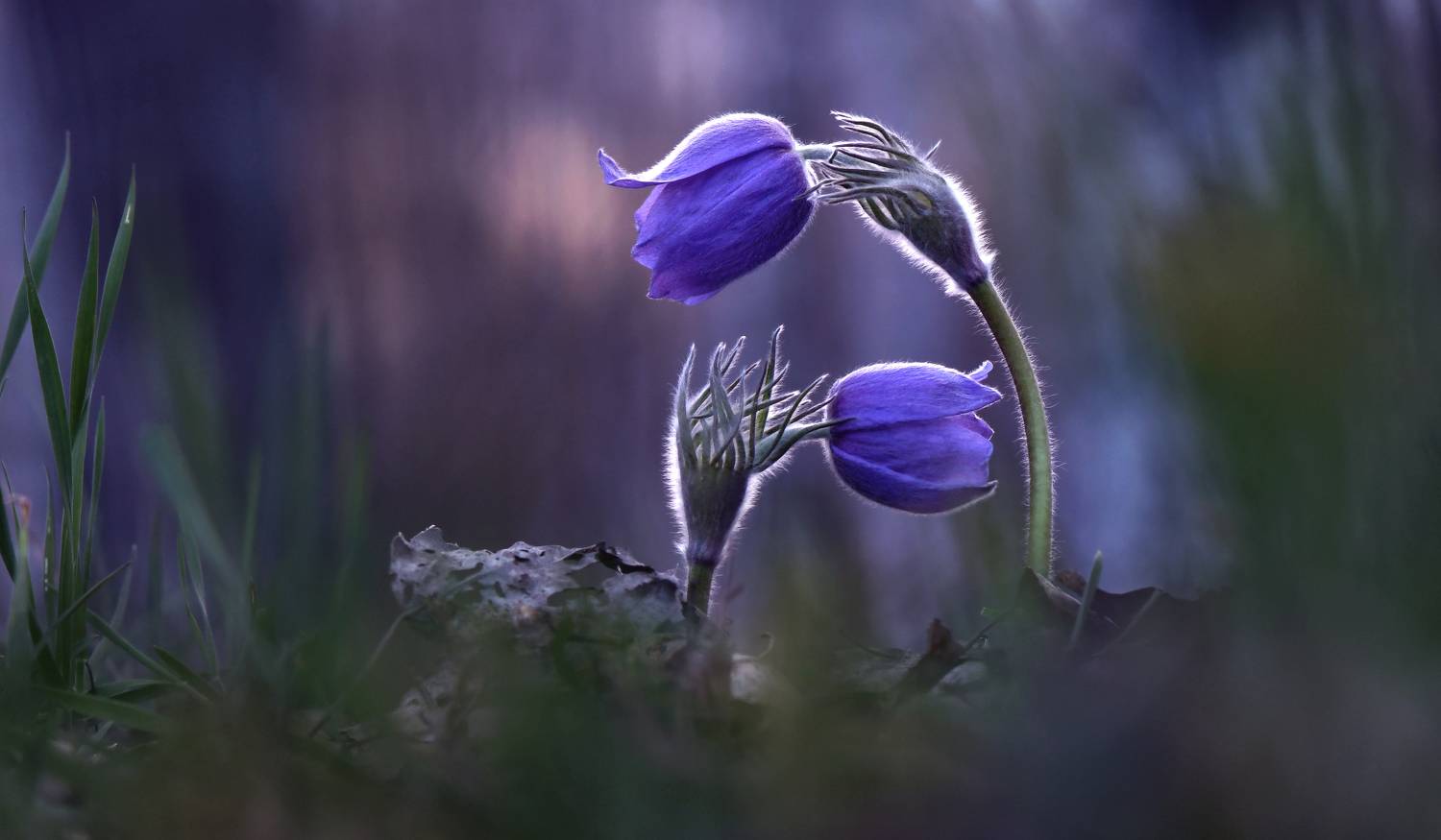 , Макеев Алексей