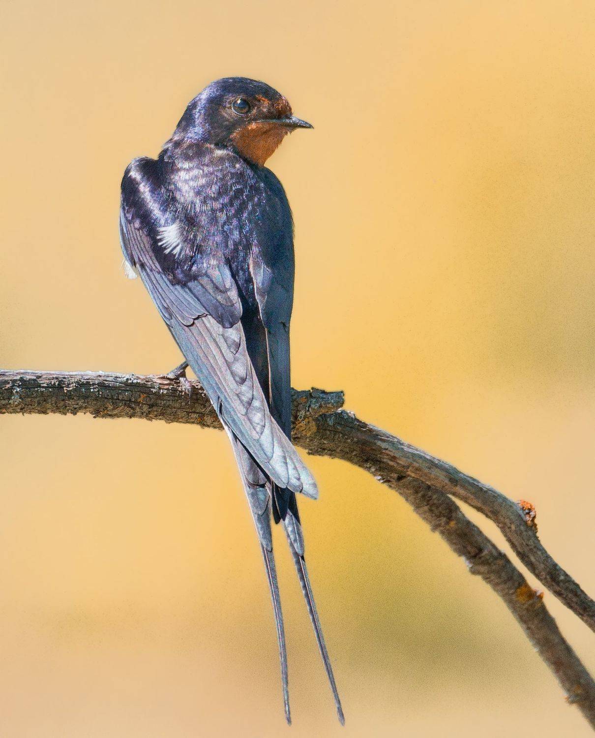 птицы России, птицы Москвы, фотоохота, наблюдение за птицами, птица, птицы, орнитология, nikon, birding, birdwatching, bird freak, Никон Александр