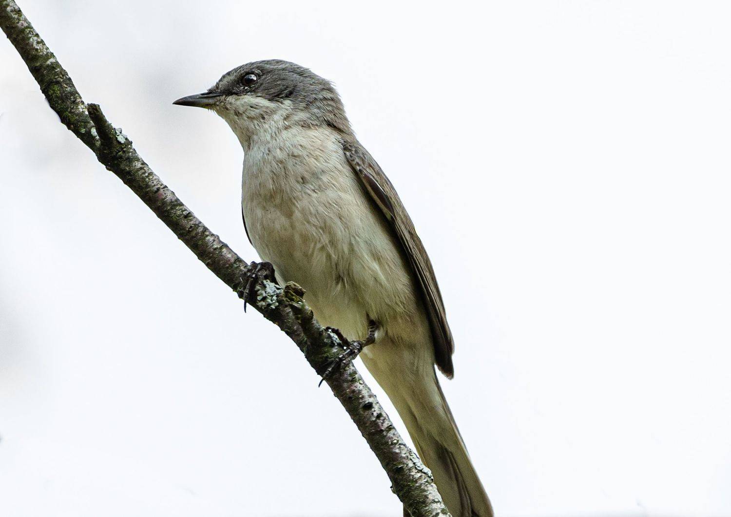 , Курлянцев Алексей