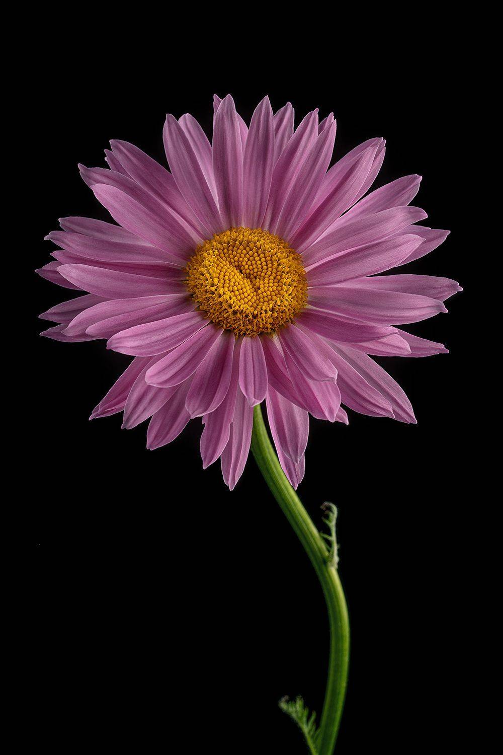 пиретрум, цветы, цветок, флора, природа, лепестки, цветение, ромашка, Ольга ЯR