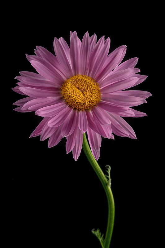 пиретрум, цветы, цветок, флора, природа, лепестки, цветение, ромашка ⠀ фото превью