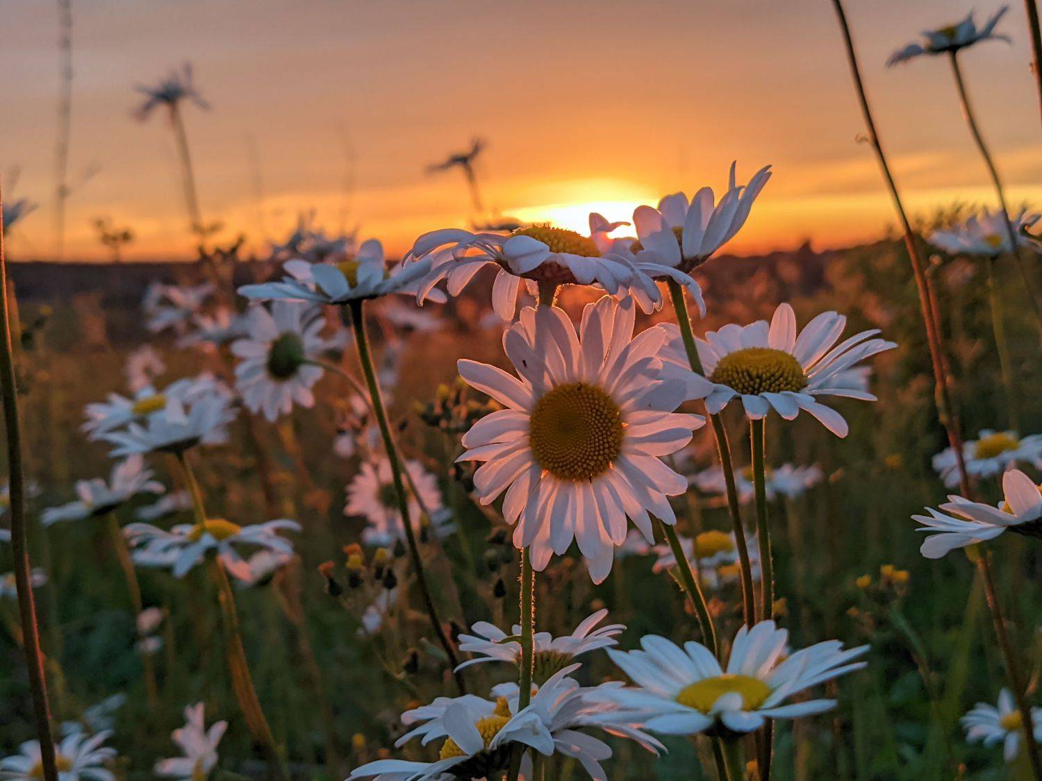 , Светлана Кондрашова