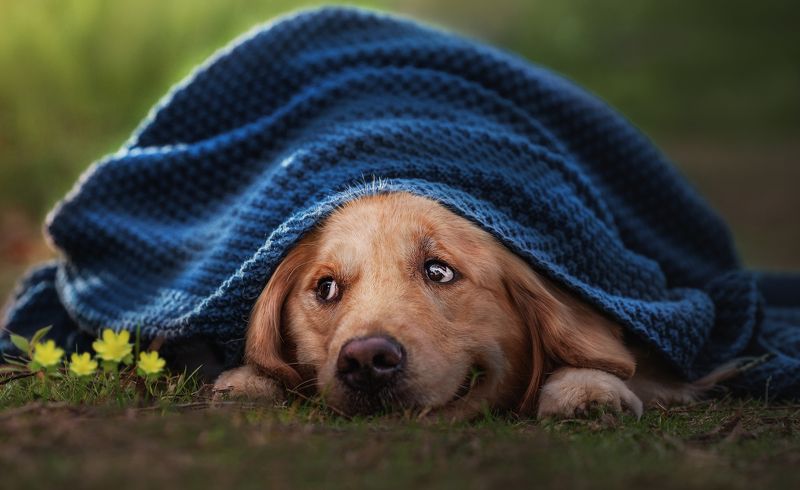 宠物 动物 狗 金毛 фото превью