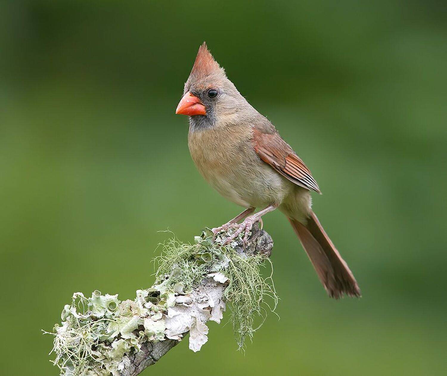 красный кардинал, northern cardinal, cardinal,кардинал, Etkind Elizabeth
