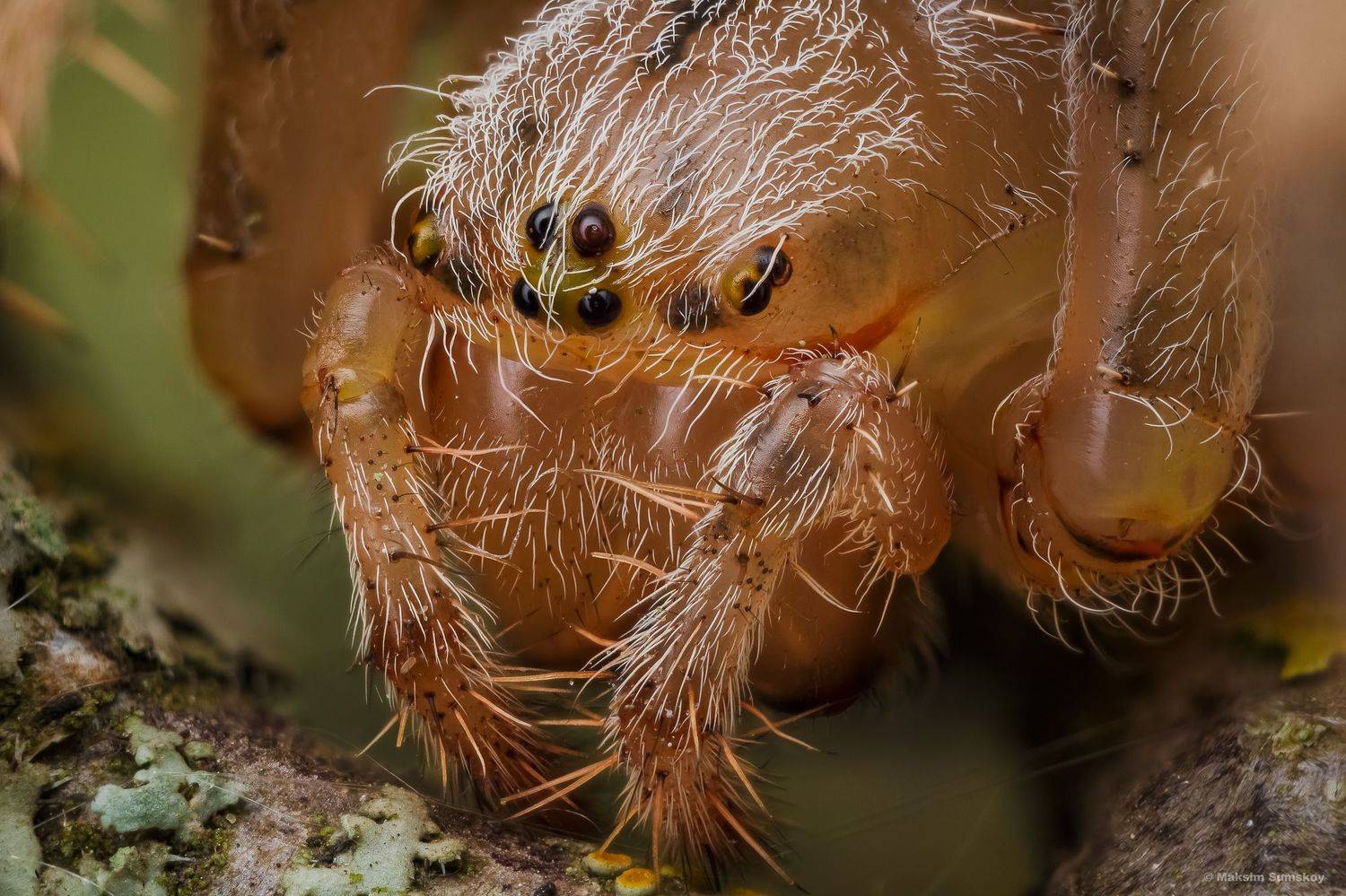 , Максим Сумской