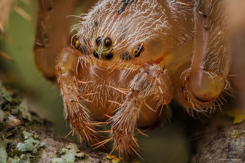 Портретик фото превью