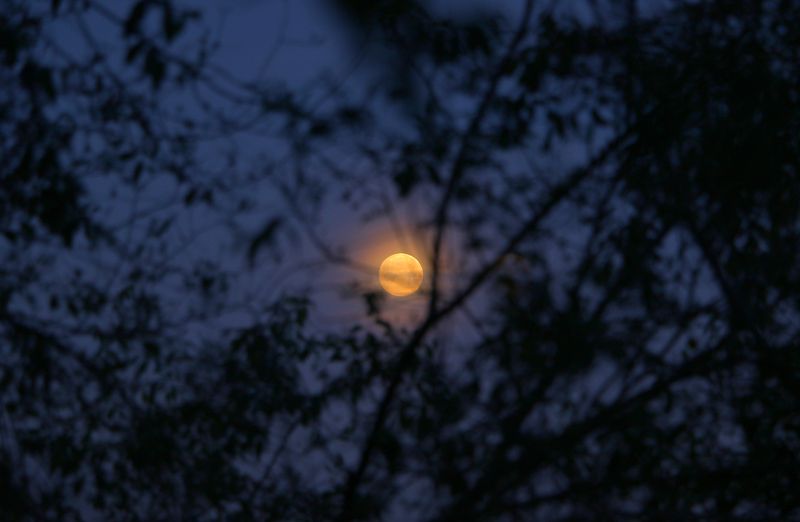 шаварёв, арт, Ранее-Лунное утро. фото превью