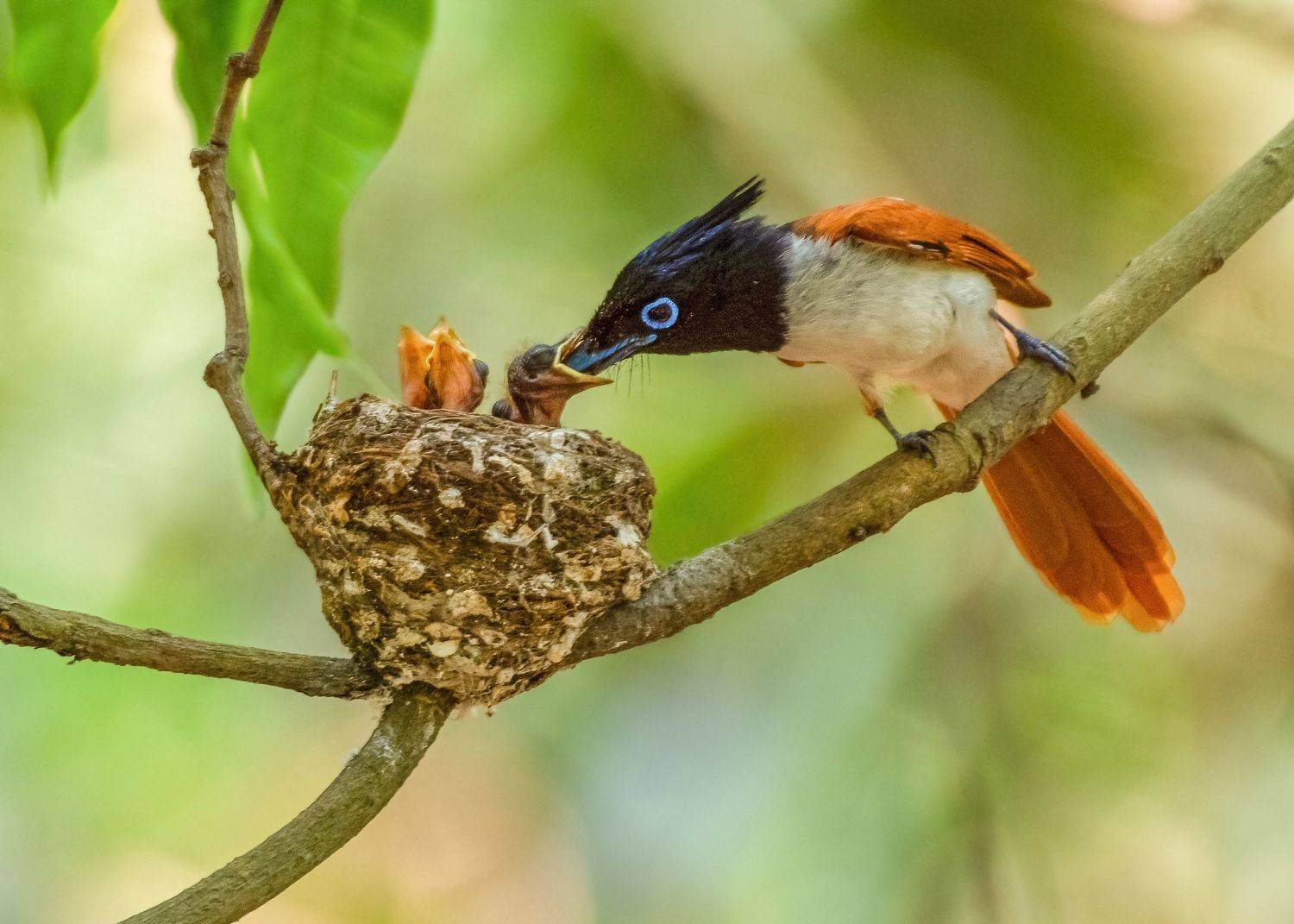 #wildlife #birding #birdohotography #paradiseflycatcher #feeding #care , Madhurya Mozumder