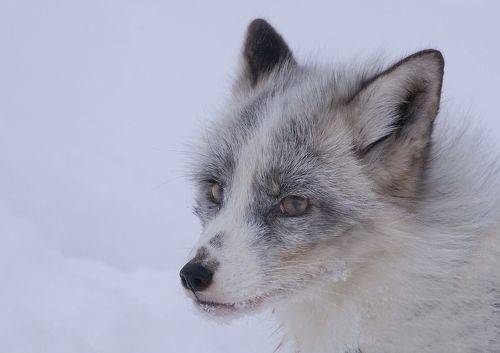 Полярная лиса