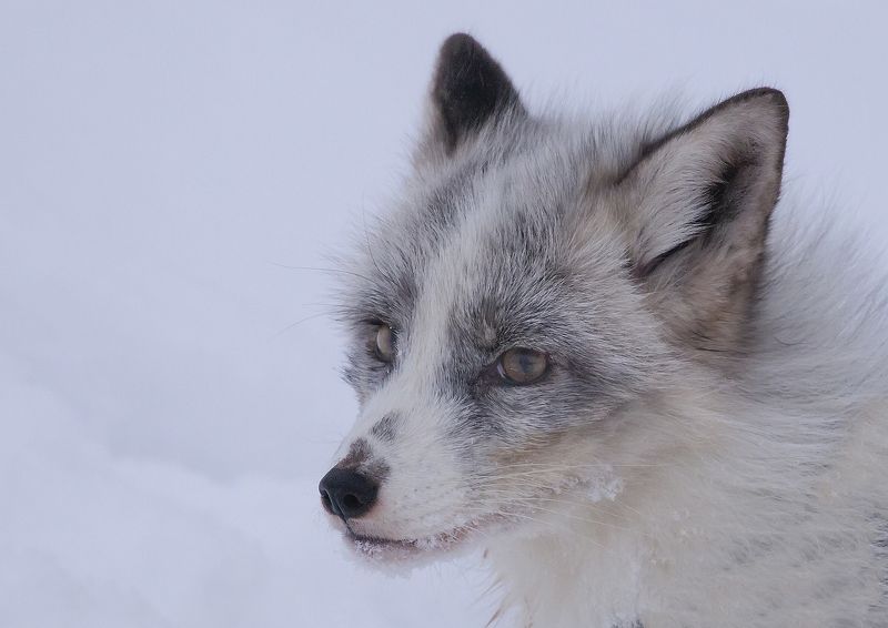 животные, лиса, зима Полярная лиса фото превью
