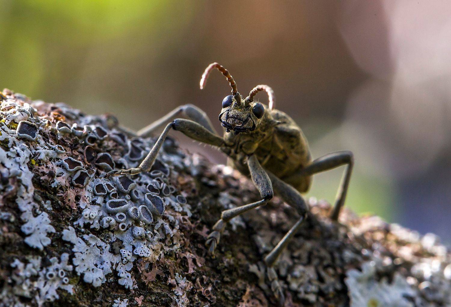 насекомые, жуки, рагий колючий, макро, Широких Александр