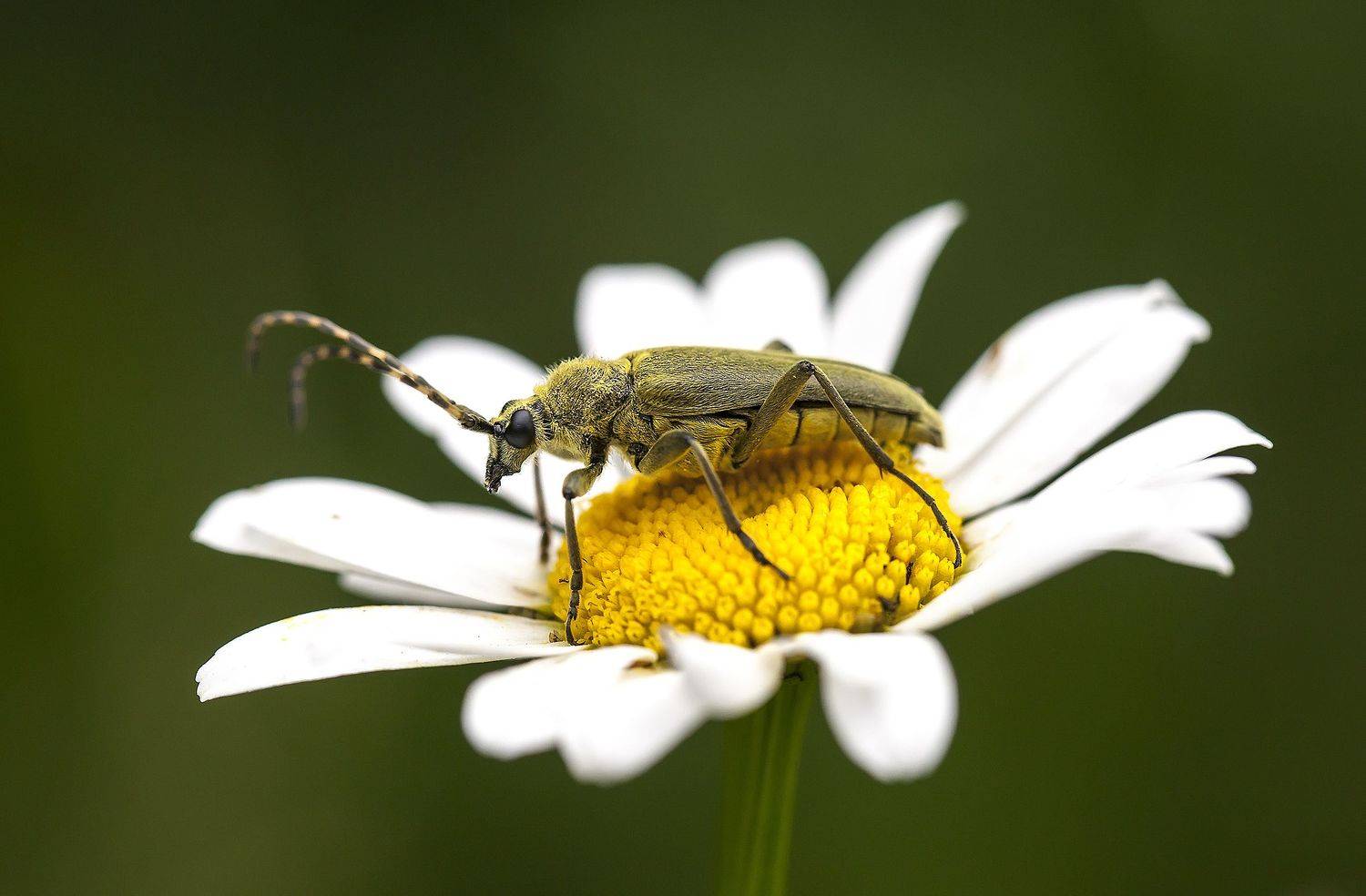 насекомые, жук, ромашка, лептура зелёная, макро, Широких Александр