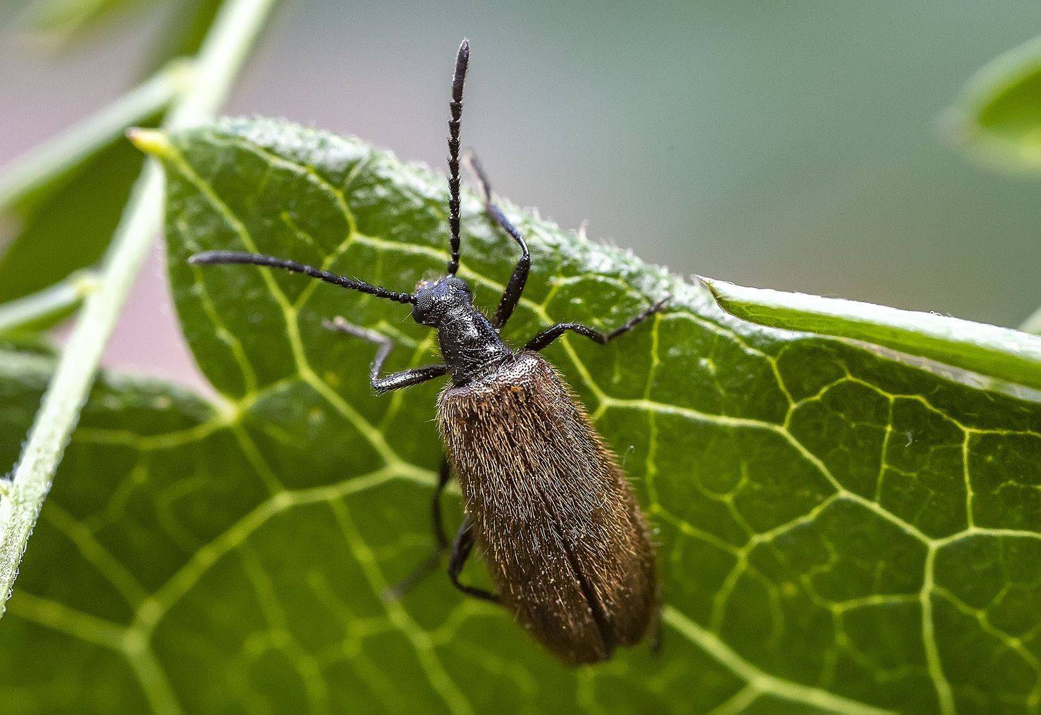 насекомые, жук, мохнатка обыкновенная, lagria hirta, макро, Широких Александр