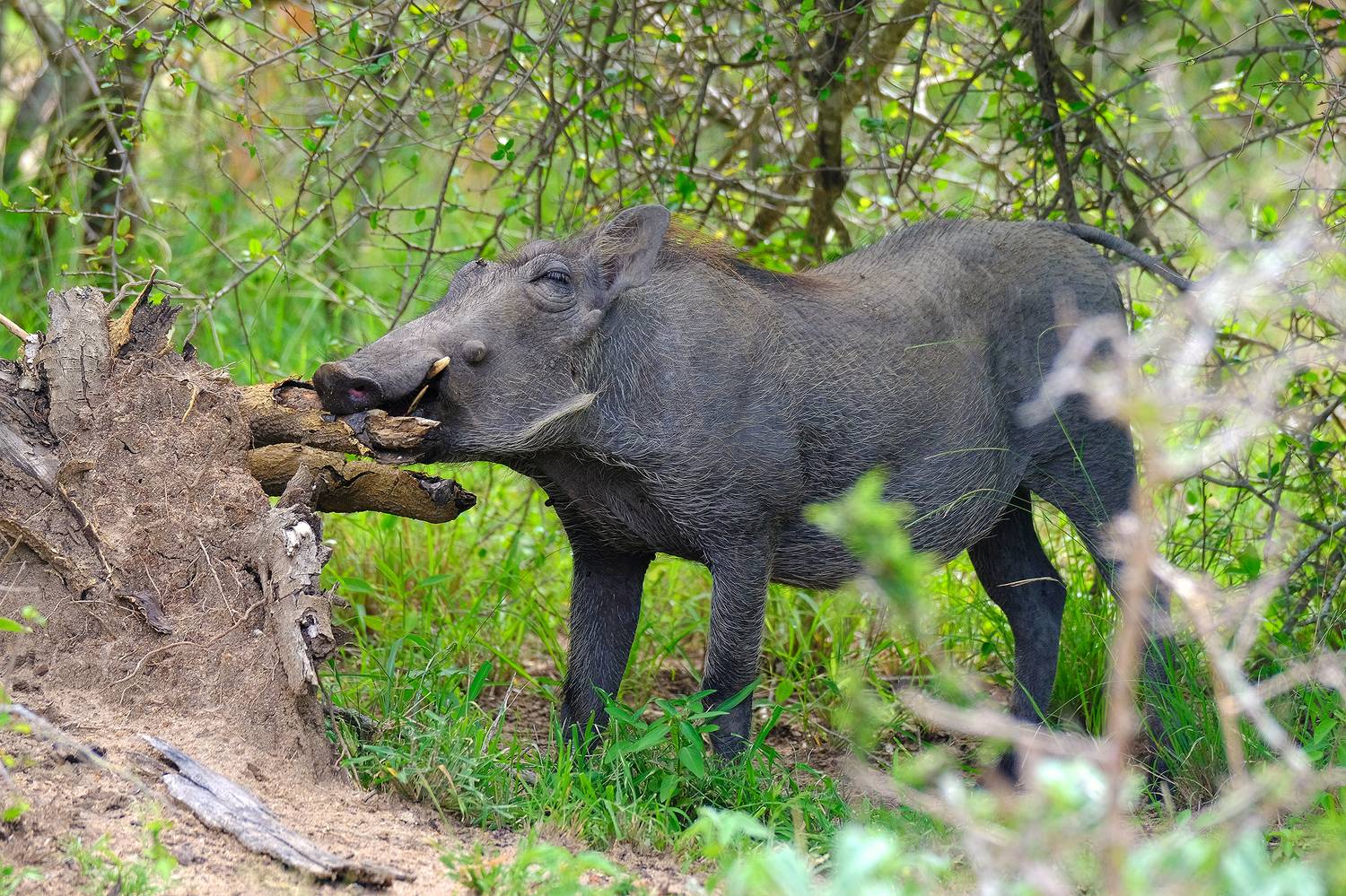 , Худзинская Ирина