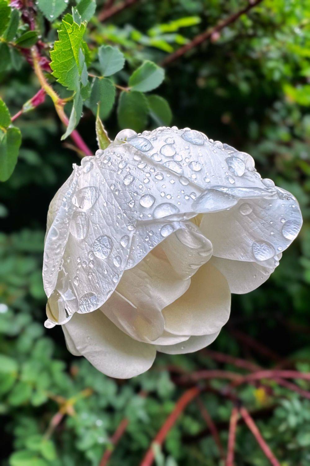 , Александр Шандов