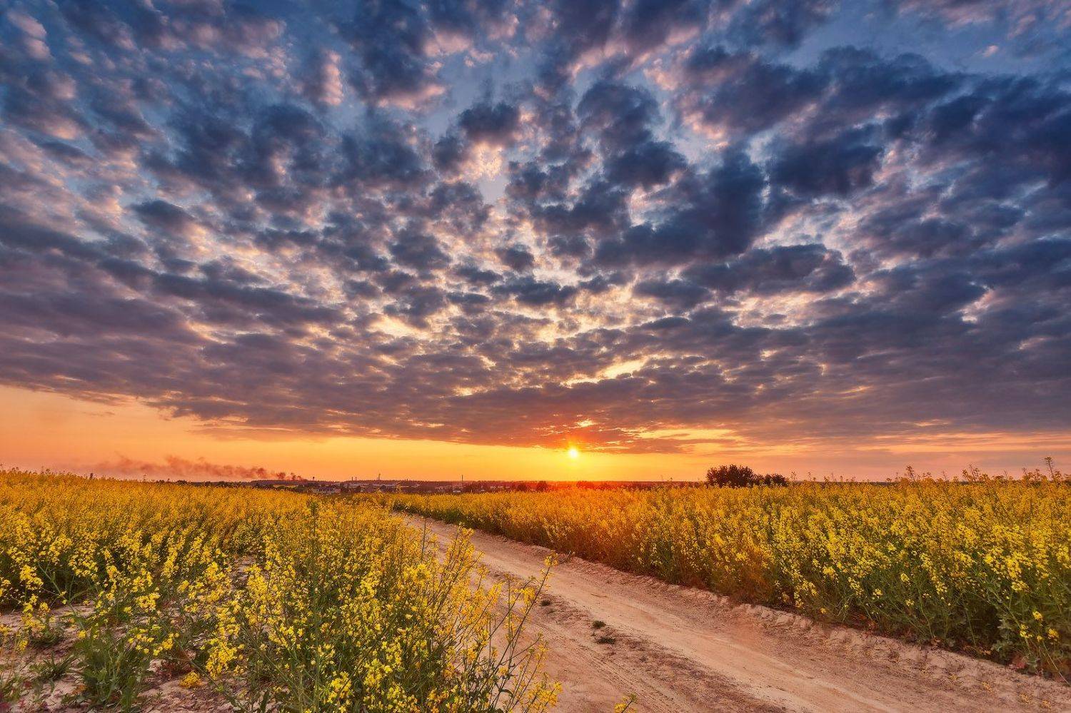 беларусь, весна, вечер, дорога, закат, май, минск и окрестности, облака, поля, рапс, Вейзе Максим