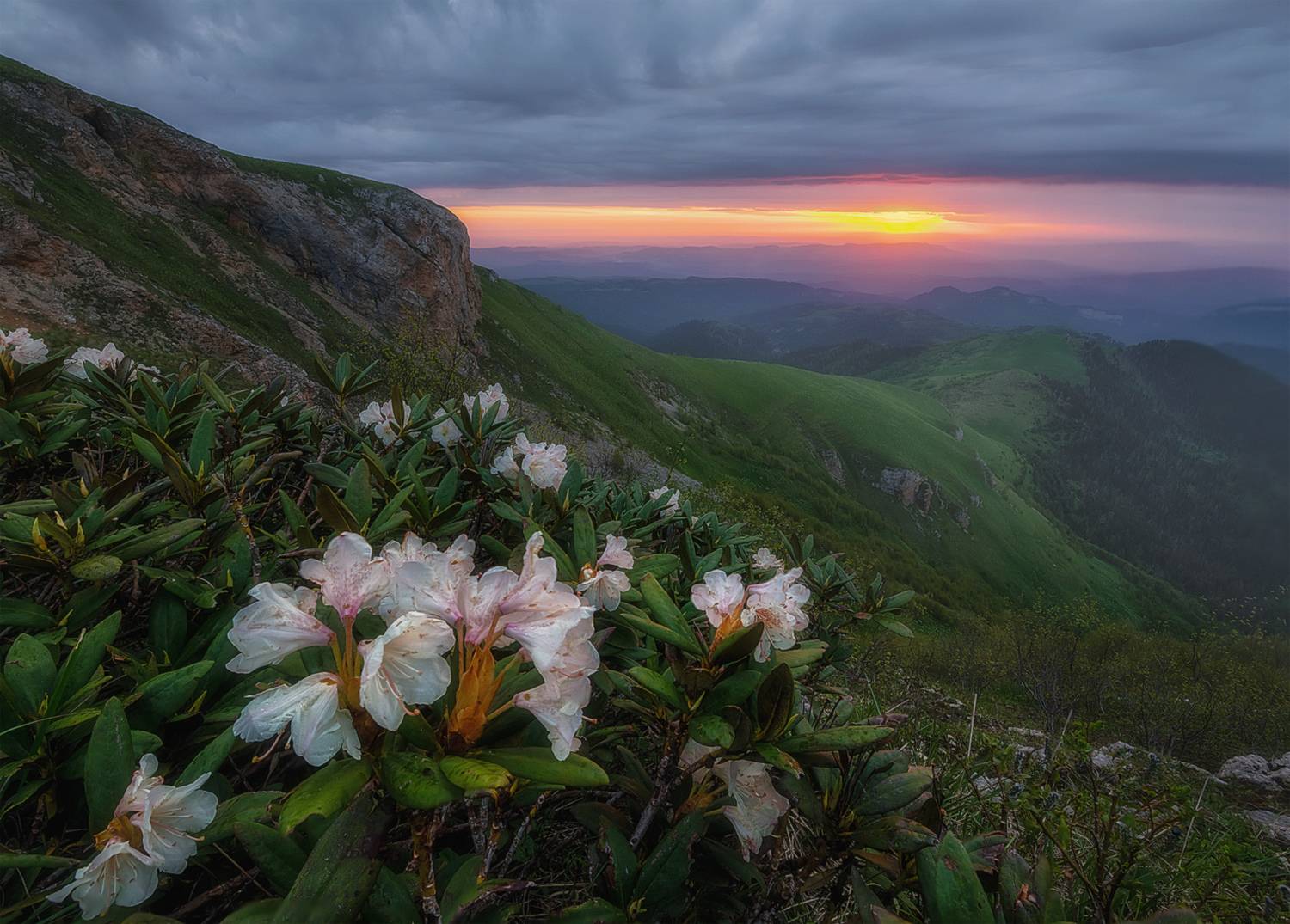 западный кавказ, природный парк большой тхач, асбестная рододендроны, рассвет, июнь, Мысливцев Николай