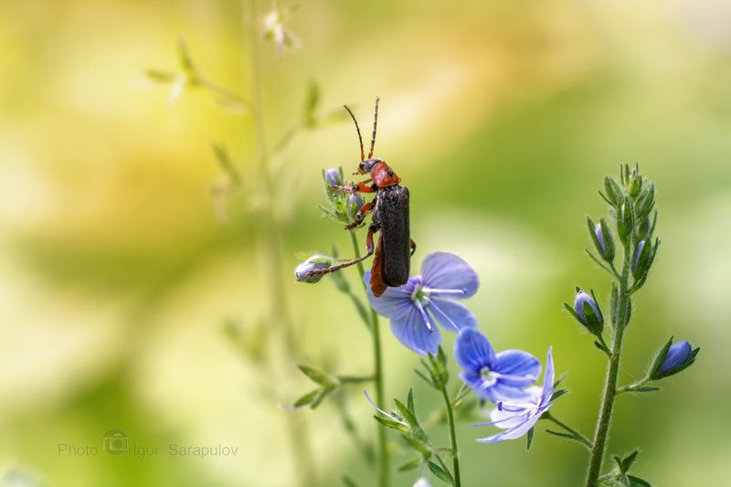 фотоохота, мягкотелка бурая, мягкотелка, змеиная трава, жук-пожарник, жесткокрылые, вперёдсмотрящий, вероника дубравная, в траве, veronica chamaedrys, kwanon photo, insect, coleoptera, cantharis fusca, Вперёдсмотрящий фото превью