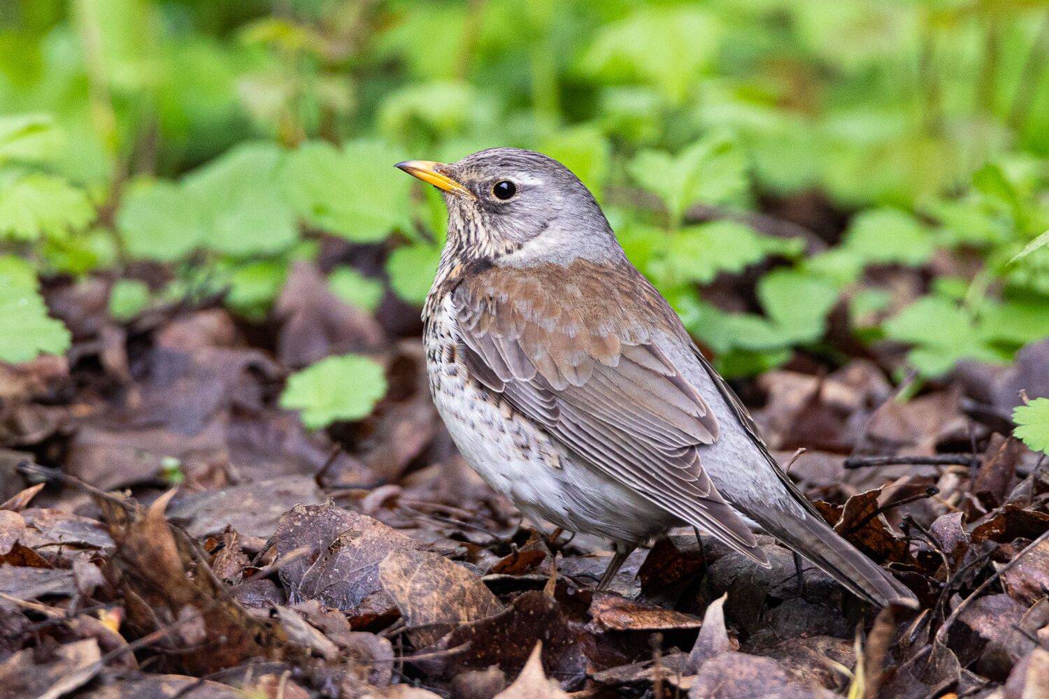 , Гильманов Артур