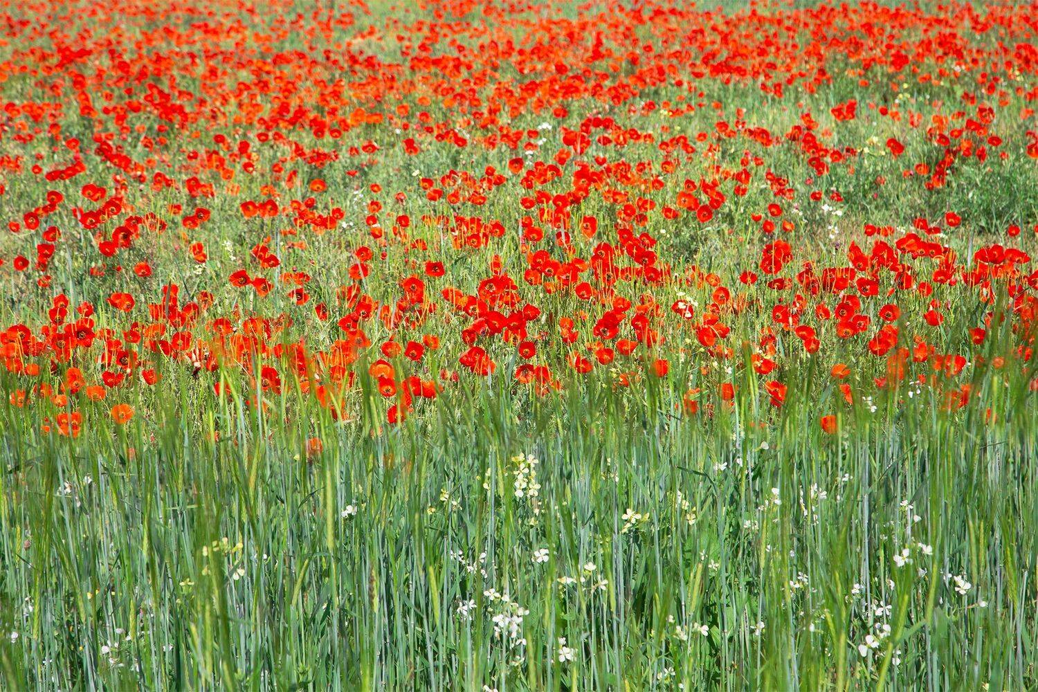 кыргызстан, Элина Магалимова