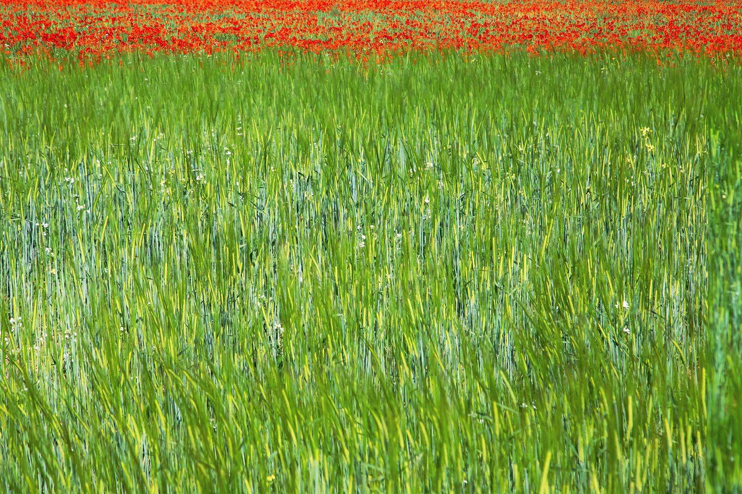 кыргызстан, Элина Магалимова