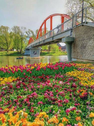 Река в цвету